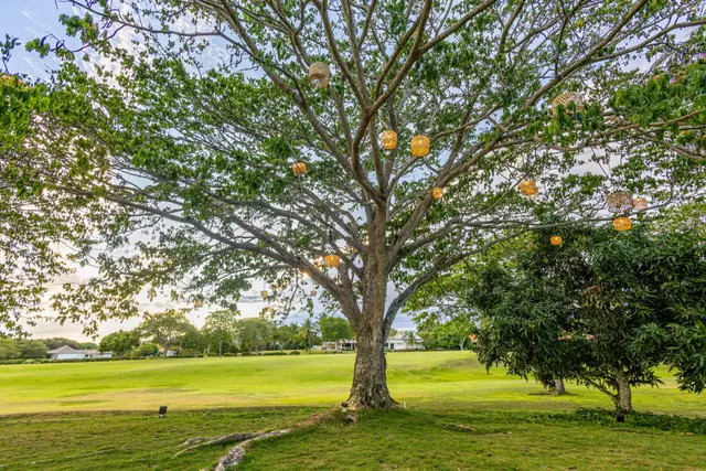 Almendros 4 — 2 de 45