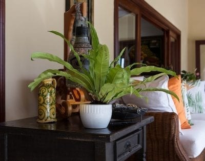 Vivero 59