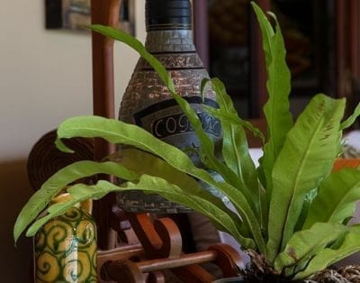 Vivero 59
