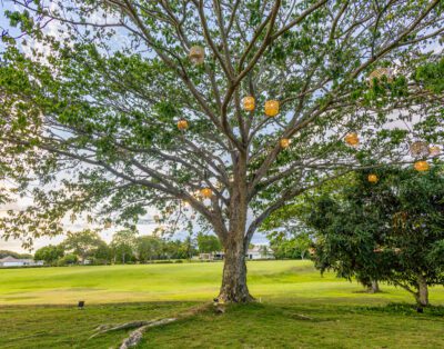 Almendros 4