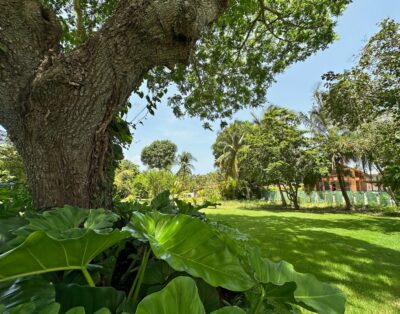 Cajuiles 54